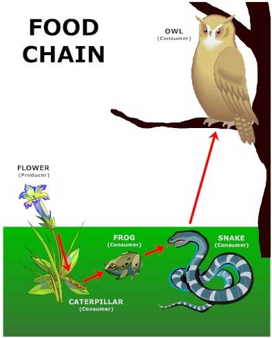 What is the Amazon rainforest food chain?